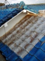 �����{�H�O